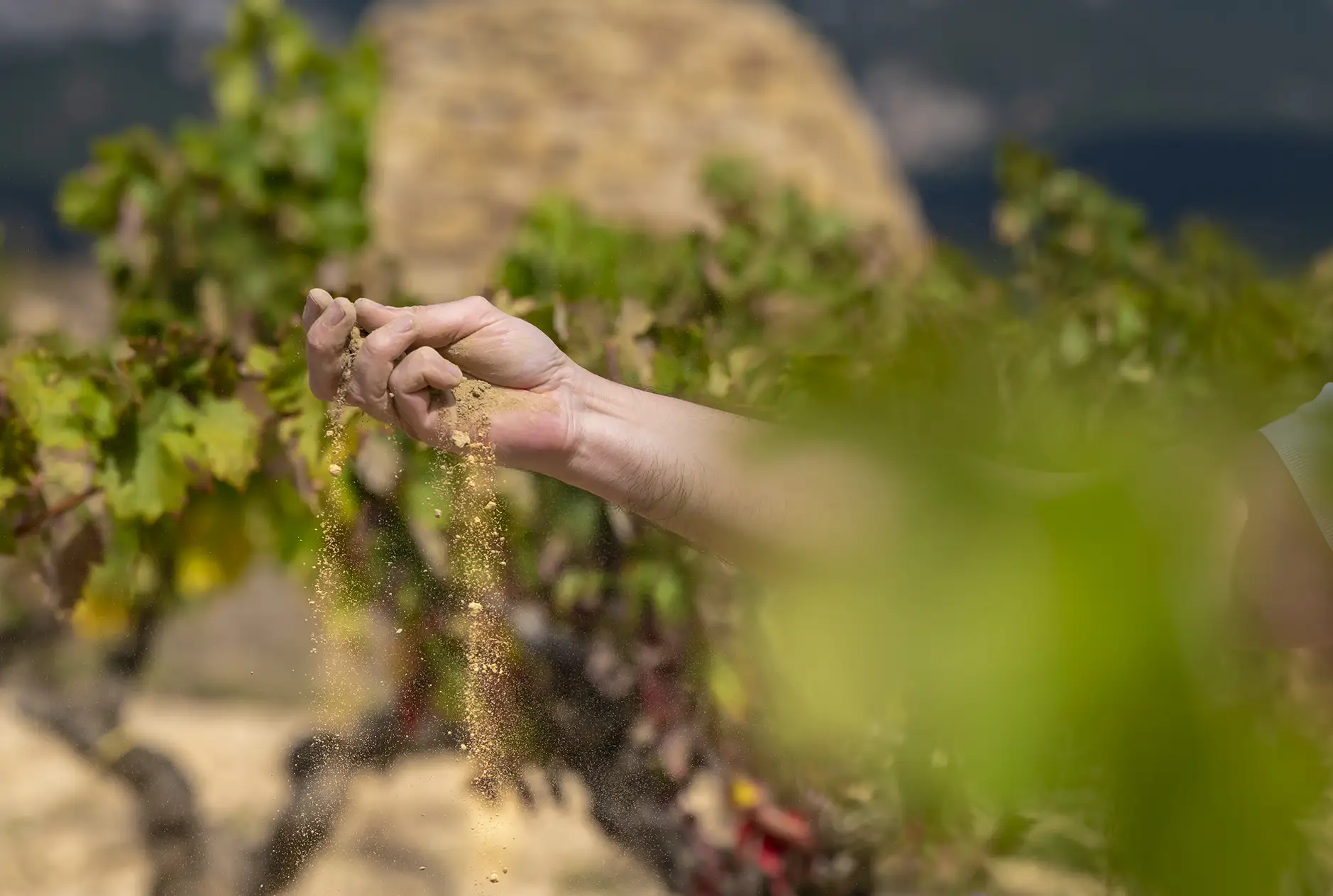 Elaboración parcelaria