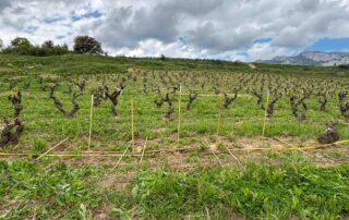Replantaciones que buscan recuperar la viña vieja