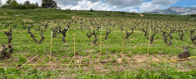 Replantaciones que buscan recuperar la viña vieja